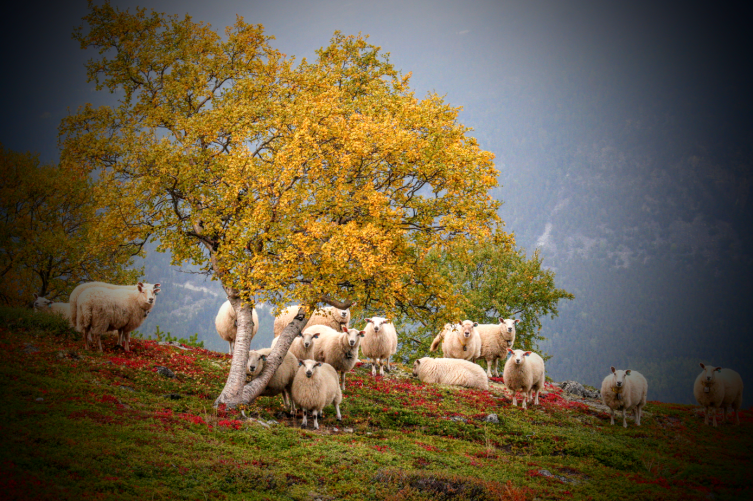Sheeps are seen as part of the cultural landscapes (Photo: Morten Kielland).